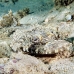 crocodilefish_flathead_nus_h_0705_png1747.jpg